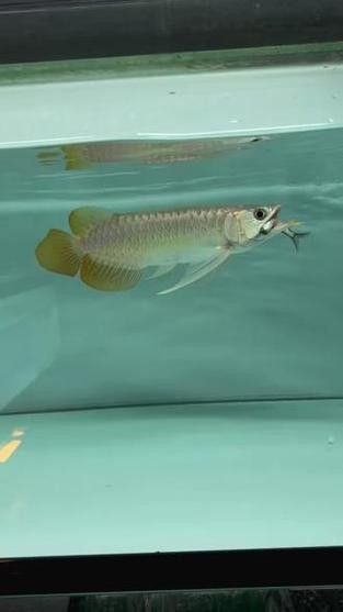 龍魚喂食什么最好