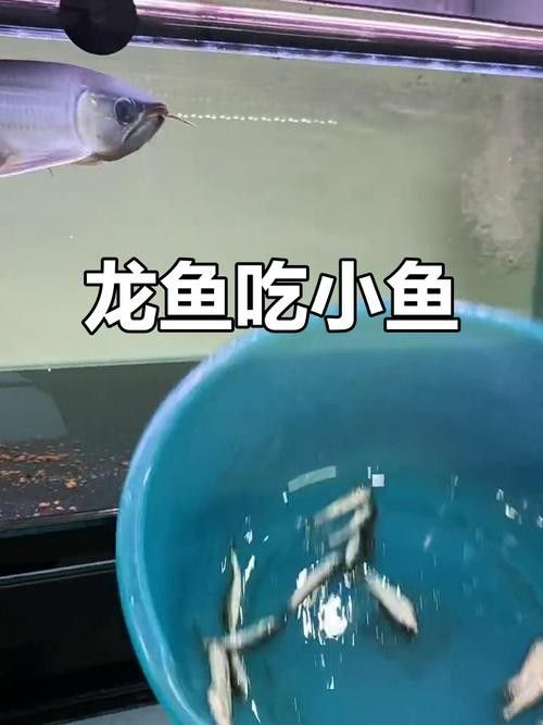 龍魚喂食什么最好