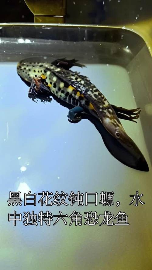 六角恐龍魚壽命有多長啊圖片