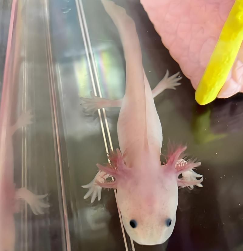 六角恐龍魚圖片