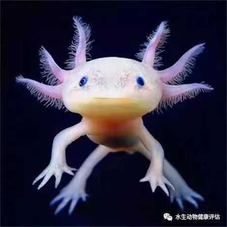 六角恐龍魚圖片