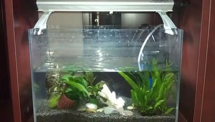 魚缸里需要一直打氧嗎（如何判斷魚缸是否缺氧）