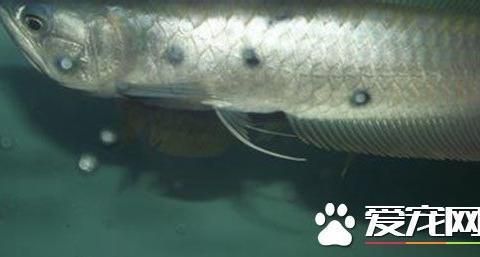 銀龍魚苗光照需求詳解：銀龍魚苗對(duì)光照的需求 銀龍魚苗光照需求詳解：銀龍魚苗對(duì)光照的需求 龍魚百科 第5張