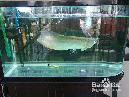 銀龍魚苗光照需求詳解：銀龍魚苗對(duì)光照的需求 銀龍魚苗光照需求詳解：銀龍魚苗對(duì)光照的需求 龍魚百科 第4張