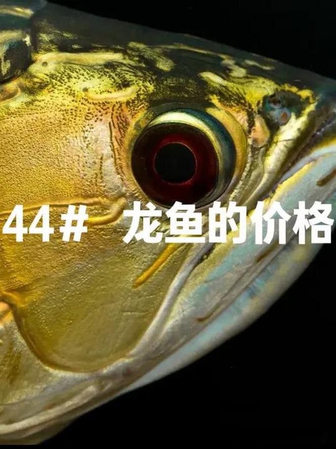 天津龍魚價格及圖片表大全視頻 天津龍魚價格及圖片表大全視頻 龍魚百科 第6張