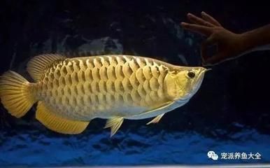 紅龍魚兜嘴怎么治療：紅龍魚兜嘴可能由哪些因素引起？ 紅龍魚兜嘴怎么治療：紅龍魚兜嘴可能由哪些因素引起？ 龍魚百科 第4張