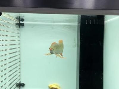 龍魚有時候往缸底游：龍魚偶爾游向缸底的一些原因