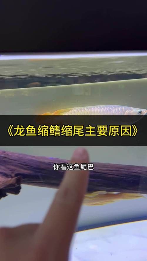 龍魚(yú)分幾種顏色：龍魚(yú)的顏色與品種的關(guān)系