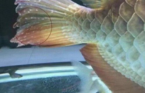 金龍魚人工繁殖需要哪些條件？