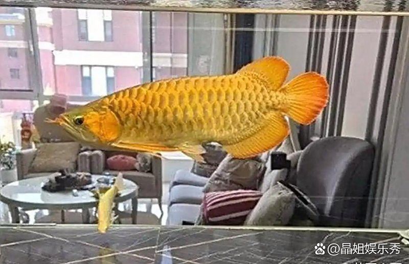 24k金龍魚什么意思啊網(wǎng)絡用語
