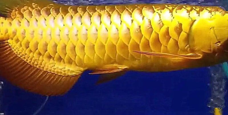 24k金龍魚什么意思啊網(wǎng)絡用語