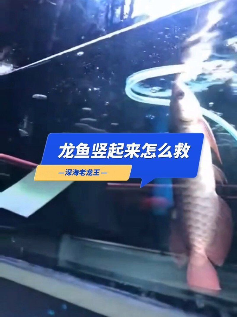 龍魚豎起來后還能恢復(fù)正常嗎？