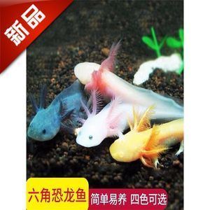 六角恐龍魚多少錢一個，六角恐龍魚市場價格趨勢