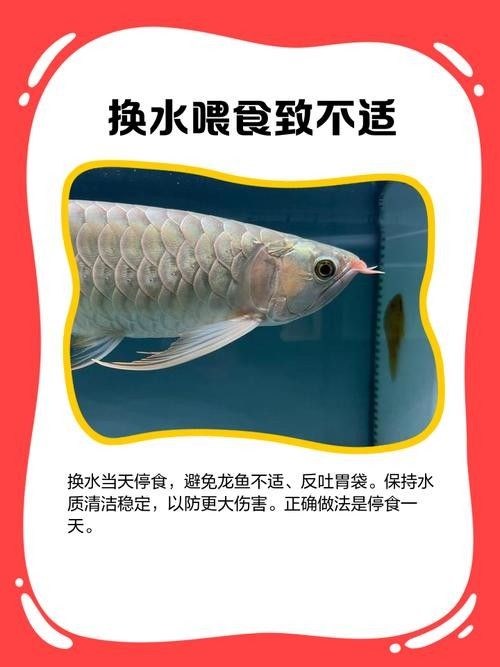龍魚橫著漂浮在水面上