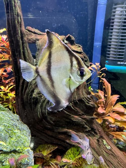 黃鰭鯧和龍魚混養注意事項有哪些圖片