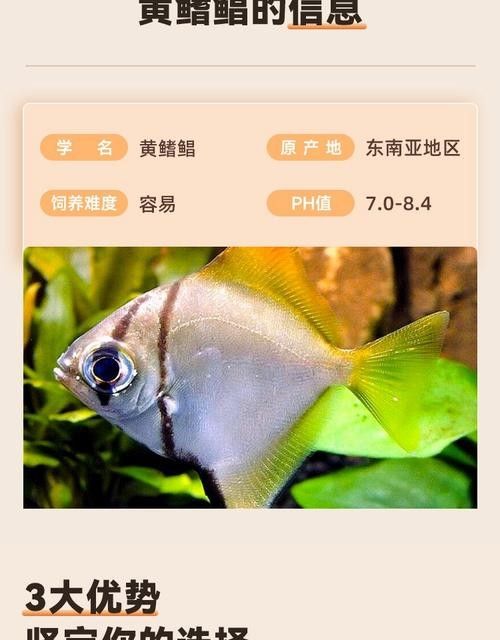 黃鰭鯧和龍魚混養注意事項有哪些圖片