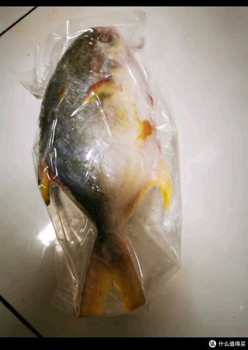 黃鰭鯧和龍魚混養注意事項有哪些圖片