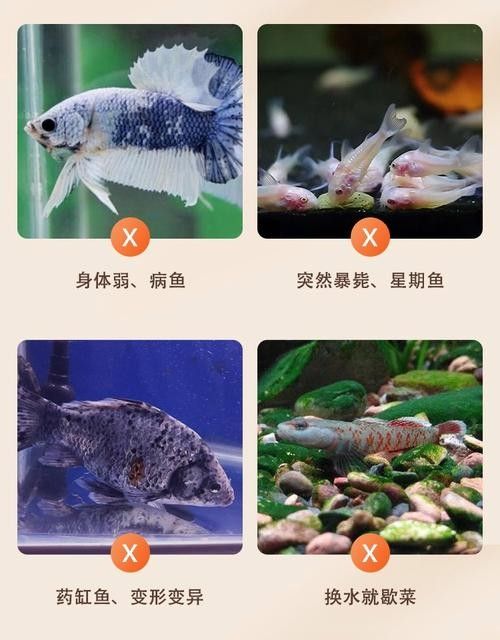 黃鰭鯧和龍魚混養注意事項有哪些圖片