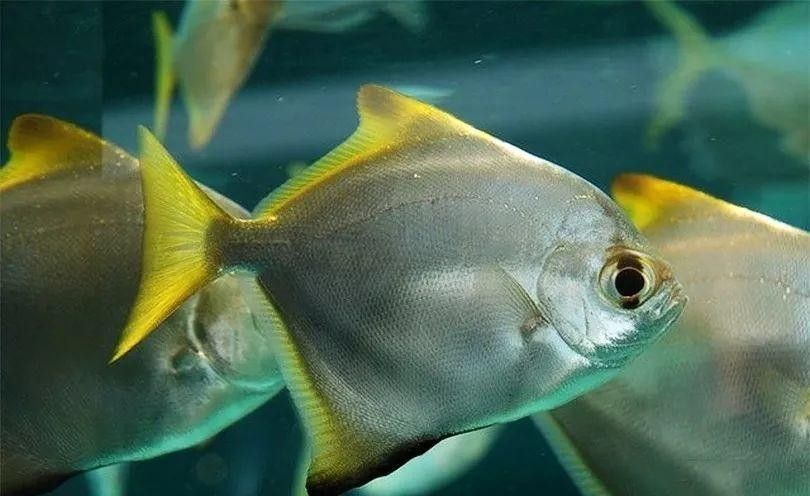 黃鰭鯧和龍魚混養注意事項有哪些圖片