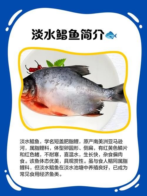 黃鰭鯧和龍魚混養注意事項有哪些圖片
