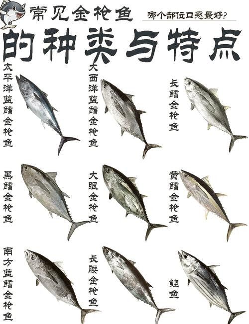 黃鰭鯧和龍魚混養注意事項有哪些圖片