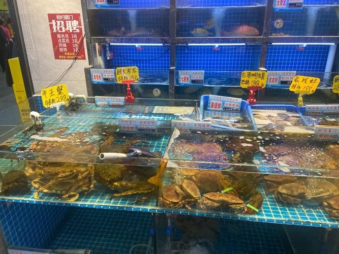 青島龍魚在哪賣的多些