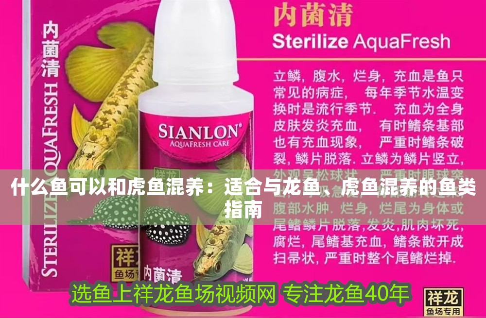 什么魚可以和虎魚混養：適合與龍魚、虎魚混養的魚類指南