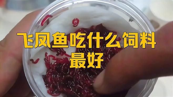 飛鳳魚在龍魚缸中如何飼養？