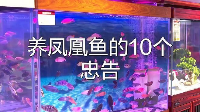 飛鳳魚在龍魚缸中如何飼養？