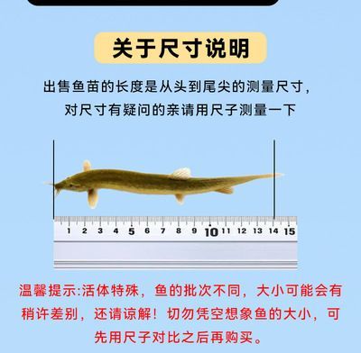 龍魚的層次和養殖面積（龍魚在水中的層次主要取決于什么？）