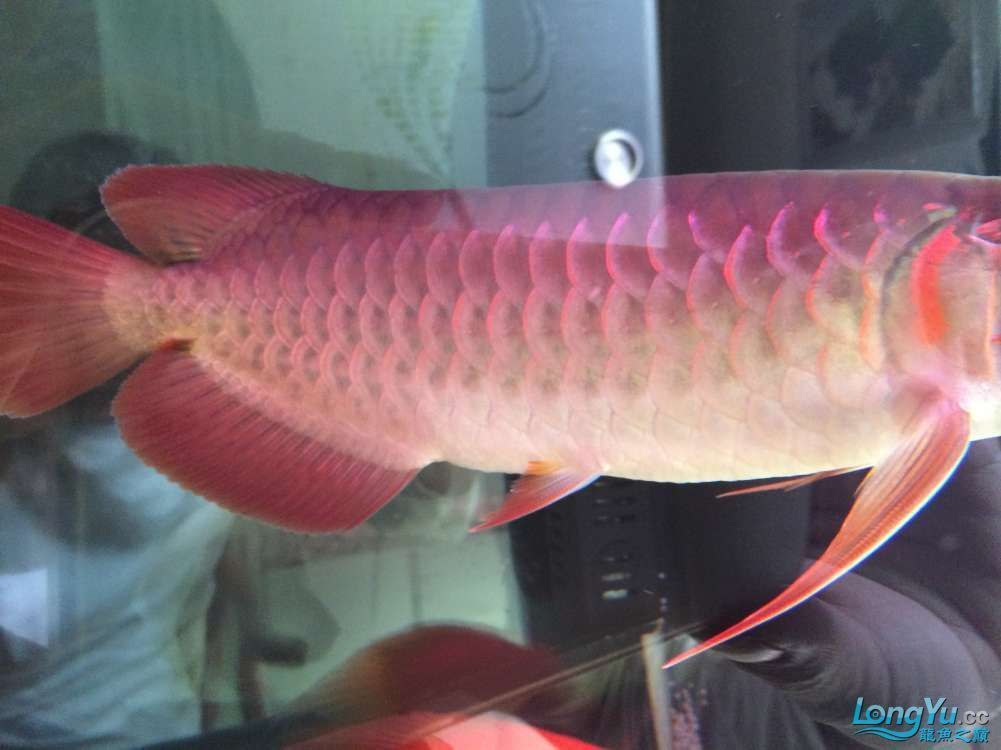龍魚發色過程圖解視頻教程下載安裝：龍魚發色過程圖解視頻教程 龍魚發色過程圖解視頻教程下載安裝：龍魚發色過程圖解視頻教程 龍魚百科 第5張