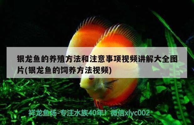 銀龍魚冬季疾病預防方法：冬季銀龍魚合理喂食指南，預防銀龍魚腸炎的有效方法