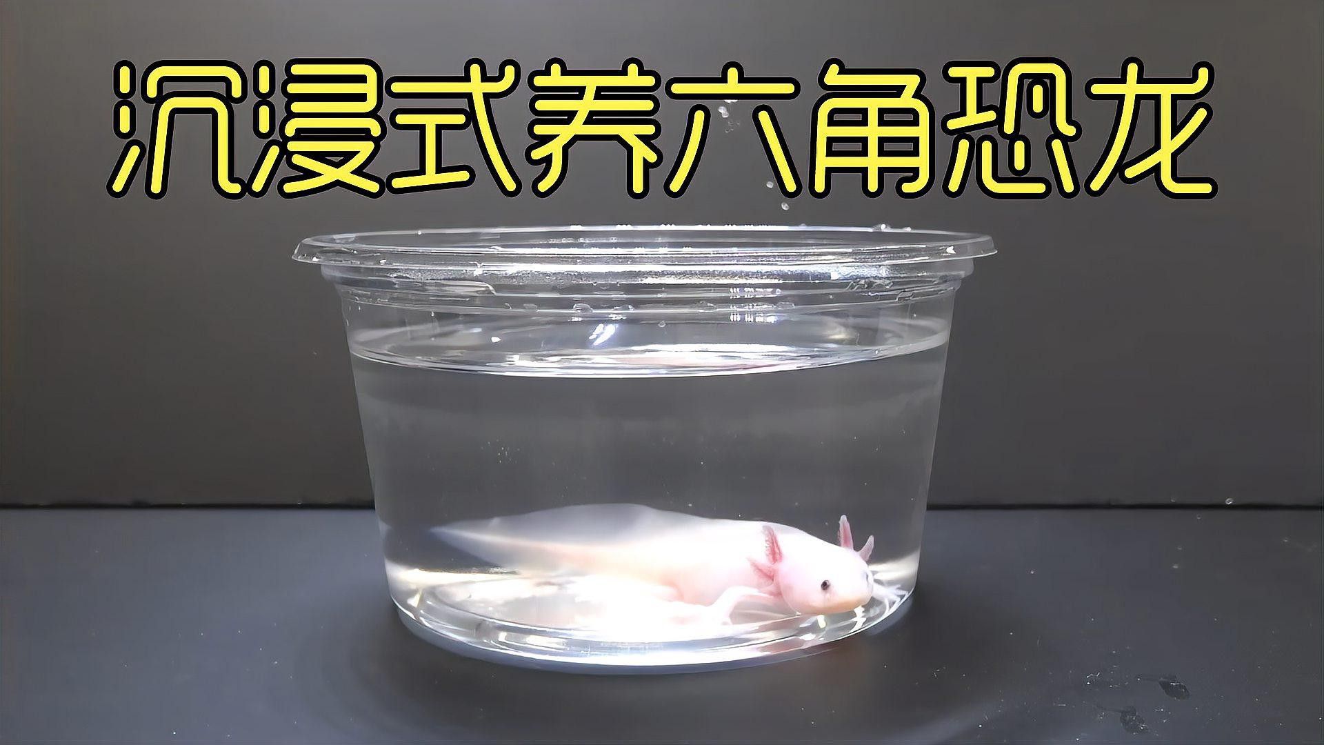 六角恐龍繁殖后如何照顧幼體？