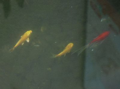 金龍魚混養什么魚最佳（金龍魚混養什么魚最佳探索金龍魚與熱帶魚混養適宜性）