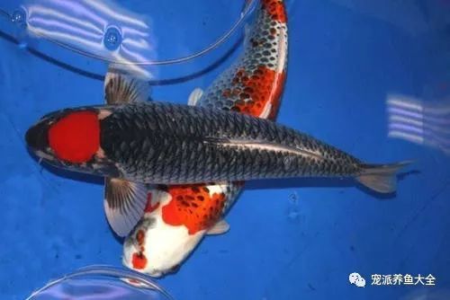 丹頂錦鯉最佳養(yǎng)殖環(huán)境，丹頂錦鯉養(yǎng)殖丹頂錦鯉需要注意什么，丹頂錦鯉需要注意什么