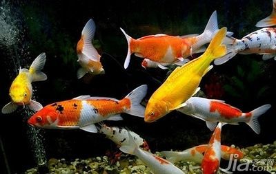 丹頂錦鯉最佳養(yǎng)殖環(huán)境，丹頂錦鯉養(yǎng)殖丹頂錦鯉需要注意什么，丹頂錦鯉需要注意什么