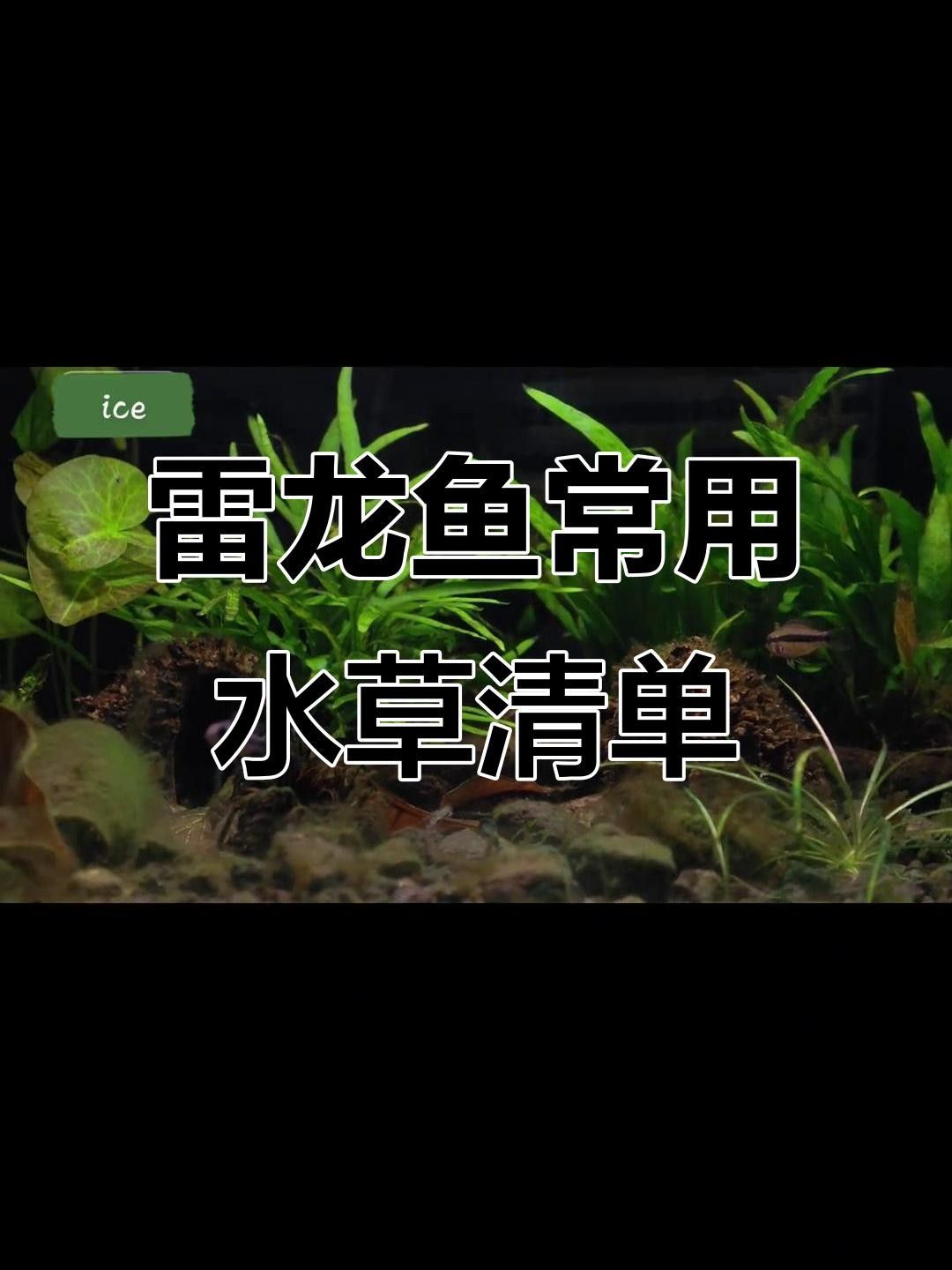 龍魚缸植物如何養護？