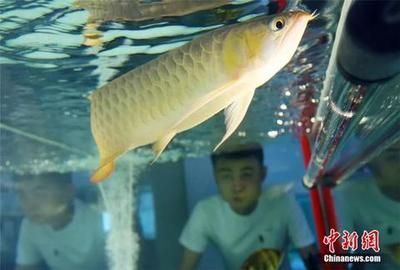 金龍魚比賽評判標準最新版是什么：福州金魚大賽裁判長揭秘蘭壽評分標準