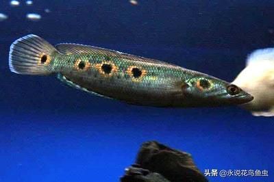 雷龍魚怎么喂食面包蟲：雷龍魚可以吃面包蟲嗎，雷龍魚喂食面包蟲需要注意什么