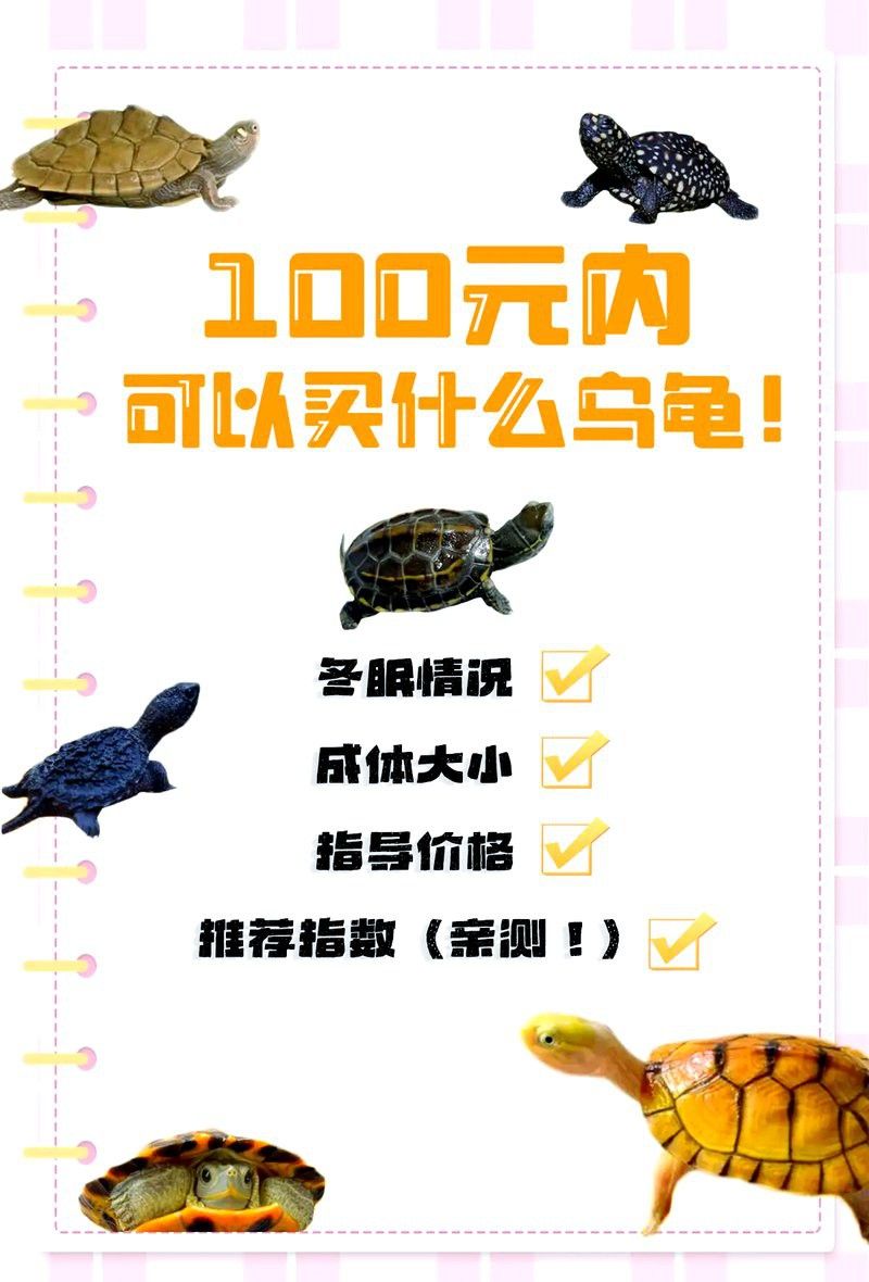 龍魚和烏龜的價格差異大嗎？