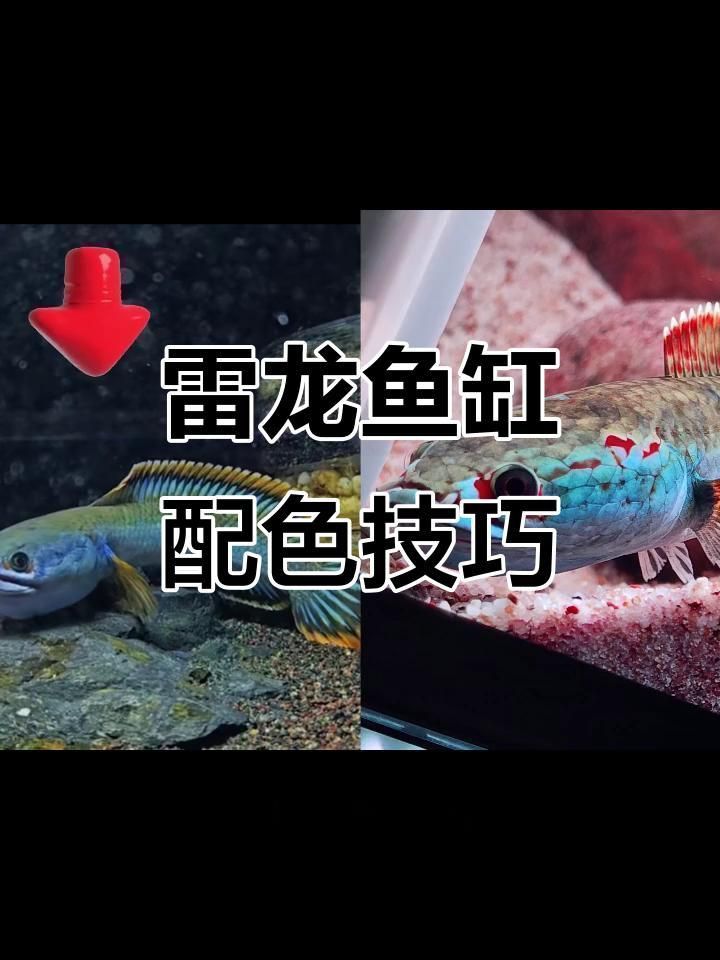 如何選擇合適的魚缸顏色 如何選擇合適的魚缸顏色 龍魚百科 第2張