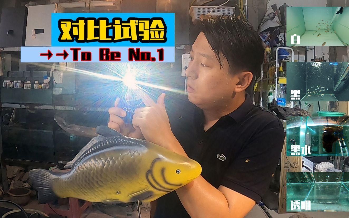 如何選擇合適的魚缸顏色 如何選擇合適的魚缸顏色 龍魚百科 第7張