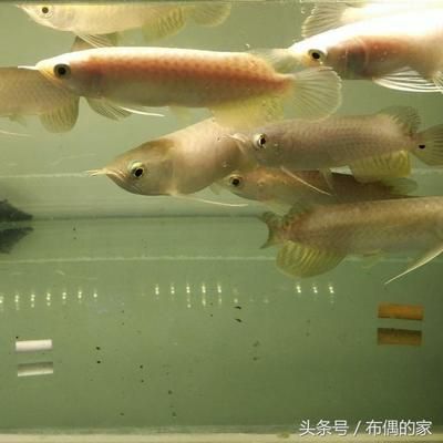 龍魚什么叫過背高背？：過背金龍和高背金龍在外觀上有區別 龍魚什么叫過背高背？：過背金龍和高背金龍在外觀上有區別 龍魚百科 第2張