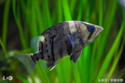 龍魚混養風水說法圖解，龍魚混養風水布局技巧詳解龍魚混養風水數字吉數 龍魚混養風水說法圖解，龍魚混養風水布局技巧詳解龍魚混養風水數字吉數 龍魚百科 第5張