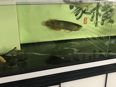 龍魚粘液癥（龍魚粘液癥怎么辦）