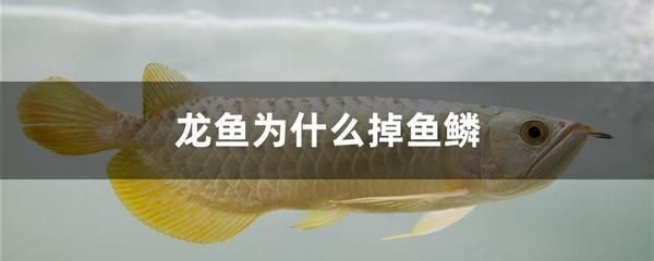 龍魚粘液癥（龍魚粘液癥怎么辦）