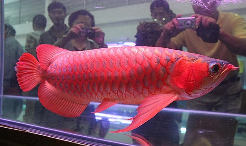 紅龍魚拍賣最高價：紅龍魚價格多少錢一條