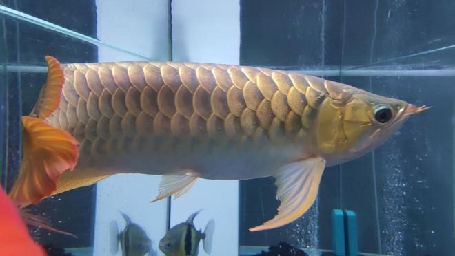 龍魚適合水溫多少度養：龍魚適合的水溫