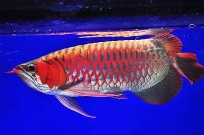 龍魚適合水溫多少度養：龍魚適合的水溫