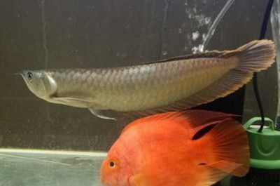 龍魚喂冰凍小魚有風險嗎（喂龍魚冰凍小魚存在一定的風險）
